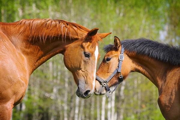 Clallam Mobile Vet Services